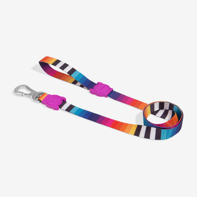 Correa Zeedog Prisma